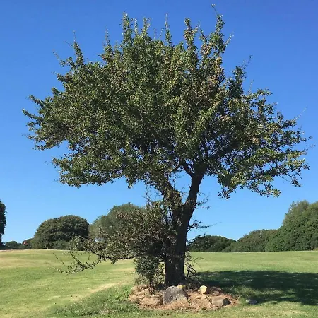 Sacuba & Botanic Golf Club Station touristique Olbia